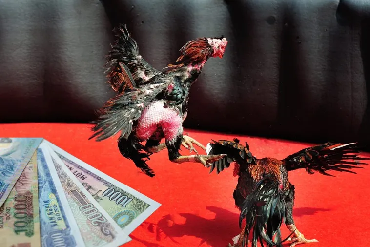 Hướng Dẫn Cách Chơi Đá Gà Sabong Tại U888 Từ Cao Thủ 1 Hướng Dẫn Cách Chơi Đá Gà Sabong Tại U888 Từ Cao Thủ